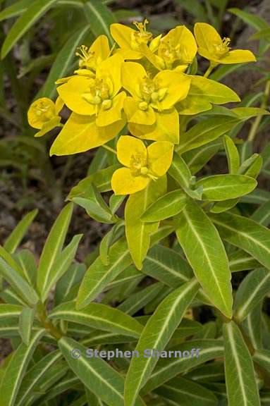 euphorbia jacquemontii 1 graphic